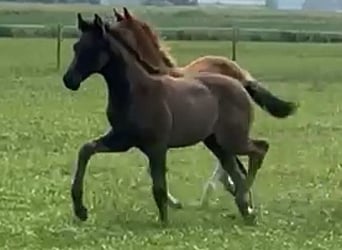 Oldenburg, Stallion, , 16,2 hh, Black