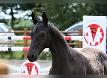 Oldenburg, Stallion, Foal (03/2025), 16,2 hh, Black