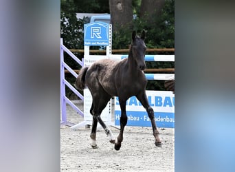 Oldenburg, Stallion, Foal (03/2025), 16,2 hh, Black