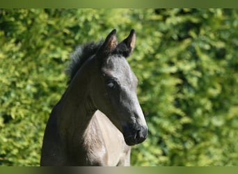 Oldenburg, Stallion, , 16,2 hh, Black