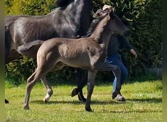 Oldenburg, Stallion, , 16,2 hh, Black