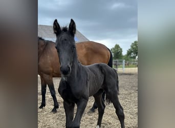 Oldenburg, Stallion, , 16,2 hh, Black