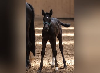 Oldenburg, Stallion, , 16,2 hh, Black