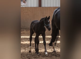 Oldenburg, Stallion, , 16,2 hh, Black