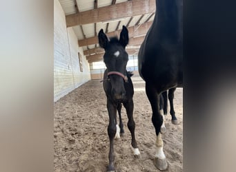 Oldenburg, Stallion, , 16,2 hh, Black