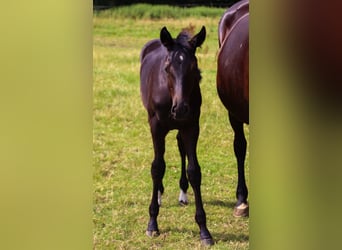 Oldenburg, Stallion, Foal (03/2025), 16,2 hh, Black