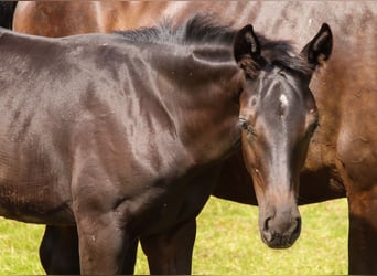 Oldenburg, Stallion, Foal (03/2025), 16,2 hh, Black