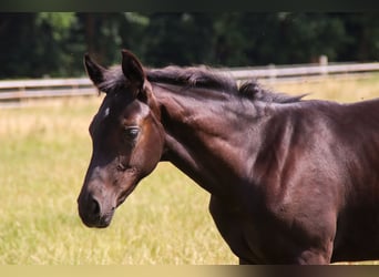 Oldenburg, Stallion, Foal (03/2025), 16,2 hh, Black