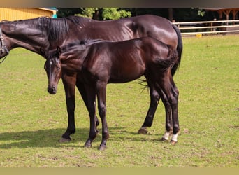 Oldenburg, Stallion, Foal (03/2025), 16,2 hh, Black