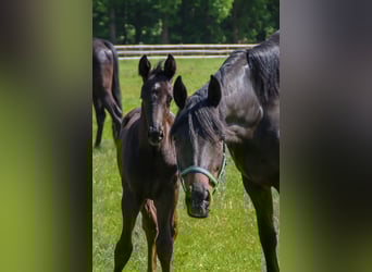 Oldenburg, Stallion, Foal (03/2025), 16,2 hh, Black