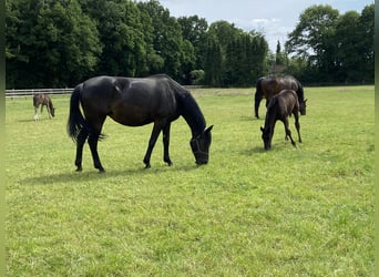 Oldenburg, Stallion, Foal (03/2025), 16,2 hh, Black