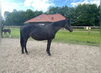 Oldenburg, Stallion, Foal (03/2025), 16,2 hh, Black