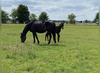 Oldenburg, Stallion, Foal (03/2025), 16,2 hh, Black