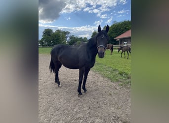 Oldenburg, Stallion, Foal (03/2025), 16,2 hh, Black