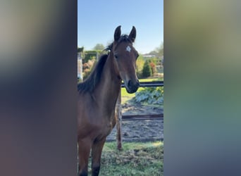 Oldenburg, Stallion, Foal (03/2025), 16,2 hh, Brown