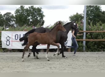 Oldenburg, Stallion, Foal (03/2025), 16,2 hh, Brown