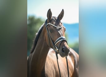 Oldenburg, Stallion, Foal (03/2026), 16,2 hh, Brown