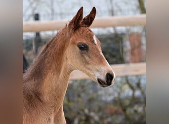 Oldenburg, Stallion, , 16,2 hh, Brown