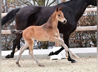Oldenburg, Stallion, , 16,2 hh, Brown