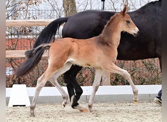 Oldenburg, Stallion, , 16,2 hh, Brown