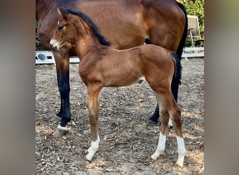 Oldenburg, Stallion, , 16,2 hh, Brown