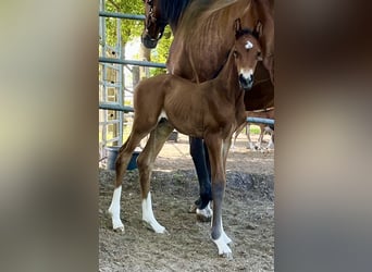 Oldenburg, Stallion, , 16,2 hh, Brown