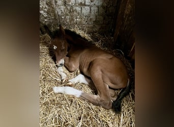 Oldenburg, Stallion, , 16,2 hh, Brown