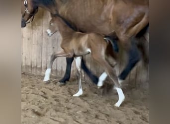 Oldenburg, Stallion, , 16,2 hh, Brown