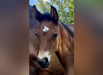 Oldenburg, Stallion, , 16,2 hh, Brown