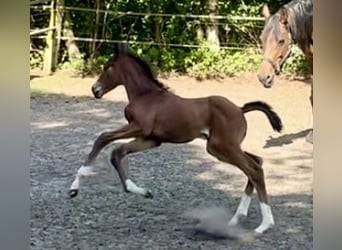Oldenburg, Stallion, , 16,2 hh, Brown