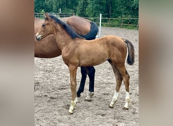 Oldenburg, Stallion, Foal (05/2025), 16,2 hh, Brown