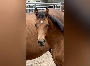 Oldenburg, Stallion, Foal (05/2025), 16,2 hh, Brown
