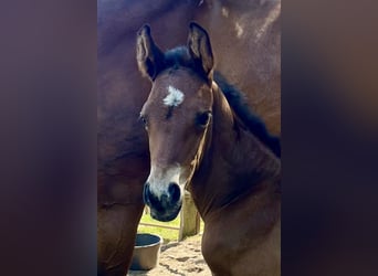 Oldenburg, Stallion, , 16,2 hh, Brown