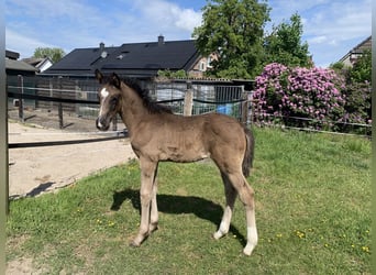 Oldenburg, Stallion, Foal (03/2025), 16,2 hh, Brown