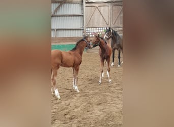 Oldenburg, Stallion, Foal (02/2025), 16,2 hh, Brown