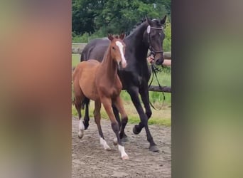 Oldenburg, Stallion, Foal (02/2025), 16,2 hh, Brown