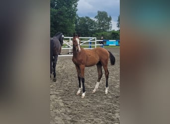 Oldenburg, Stallion, Foal (02/2025), 16,2 hh, Brown