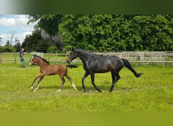 Oldenburg, Stallion, Foal (02/2025), 16,2 hh, Brown