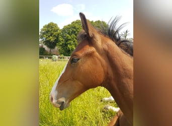 Oldenburg, Stallion, Foal (02/2025), 16,2 hh, Brown