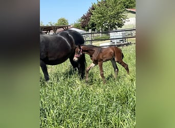 Oldenburg, Stallion, , 16,2 hh, Brown