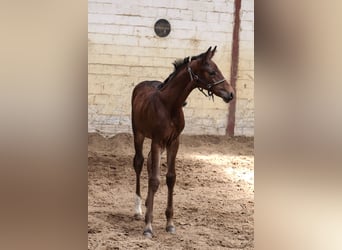 Oldenburg, Stallion, , 16,2 hh, Brown