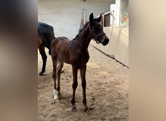Oldenburg, Stallion, , 16,2 hh, Brown