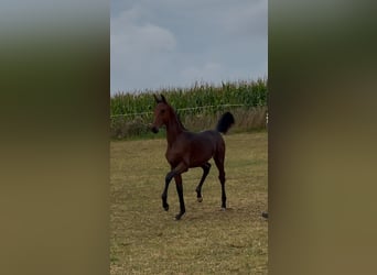 Oldenburg, Stallion, Foal (04/2025), 16,2 hh, Brown