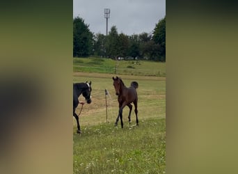 Oldenburg, Stallion, Foal (04/2025), 16,2 hh, Brown