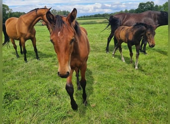 Oldenburg, Stallion, Foal (02/2025), 16,2 hh, Brown