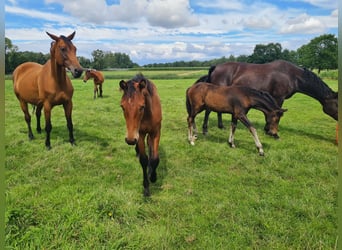 Oldenburg, Stallion, Foal (02/2025), 16,2 hh, Brown