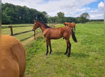 Oldenburg, Stallion, Foal (02/2025), 16,2 hh, Brown