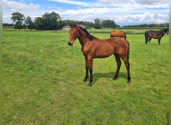 Oldenburg, Stallion, Foal (02/2025), 16,2 hh, Brown