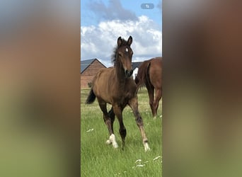 Oldenburg, Stallion, Foal (06/2025), 16,2 hh, Brown