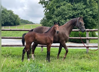 Oldenburg, Stallion, Foal (04/2025), 16,2 hh, Can be white